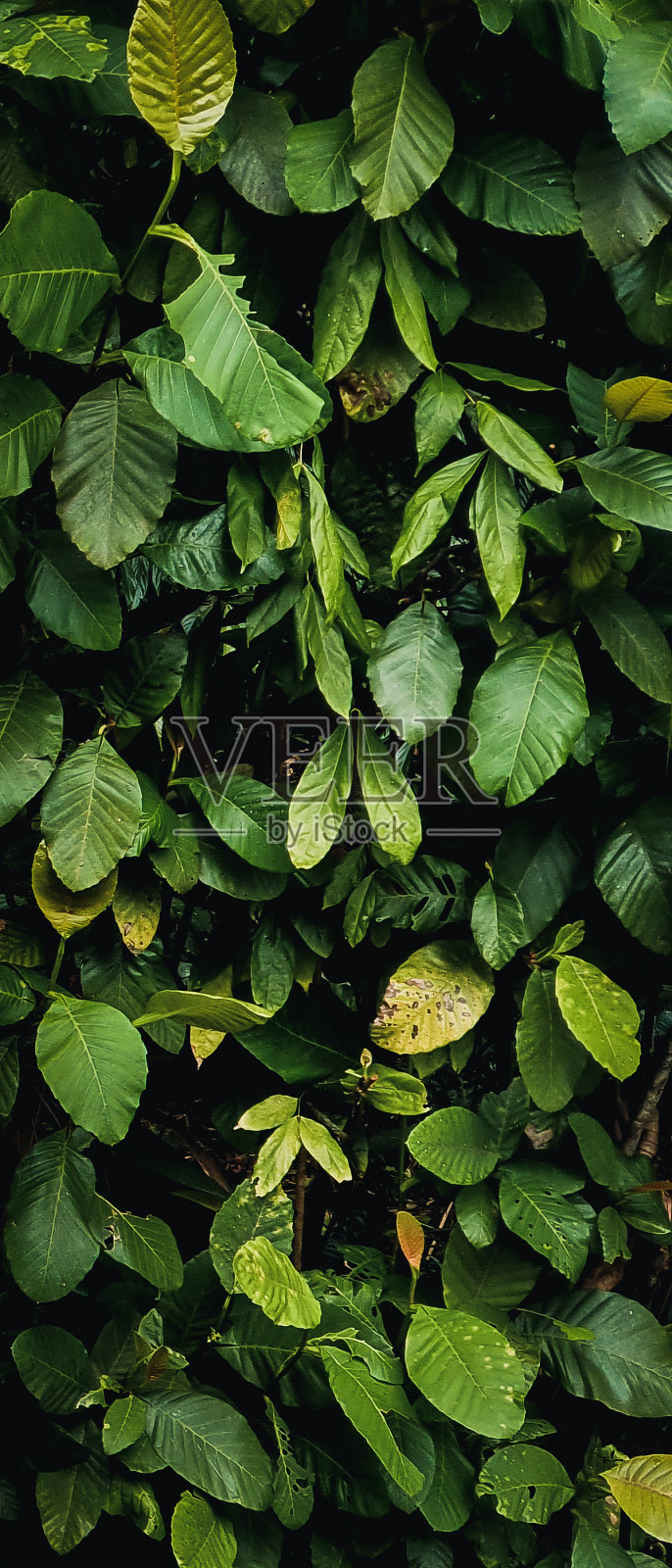 森林绿照片摄影图片