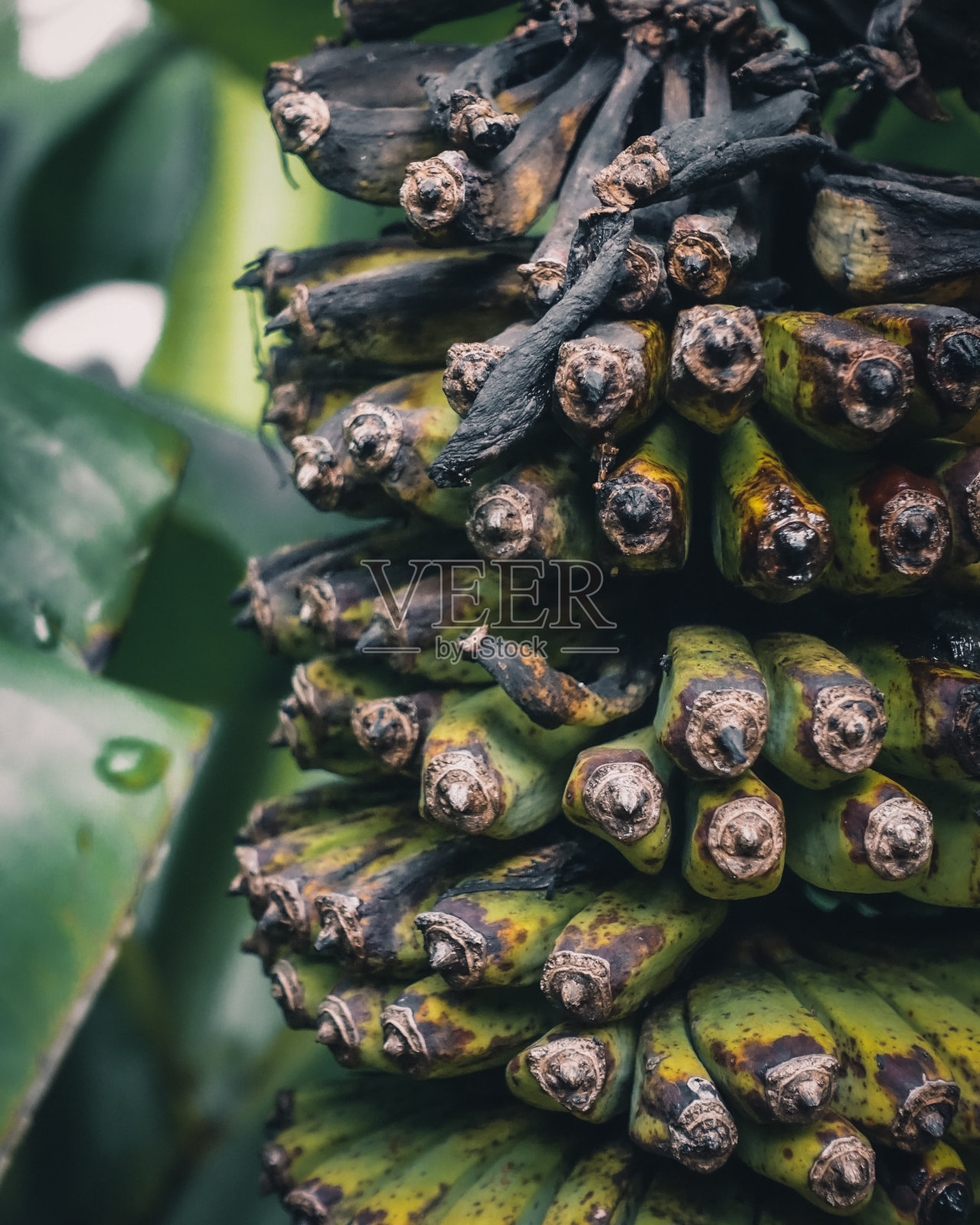 森林绿照片摄影图片