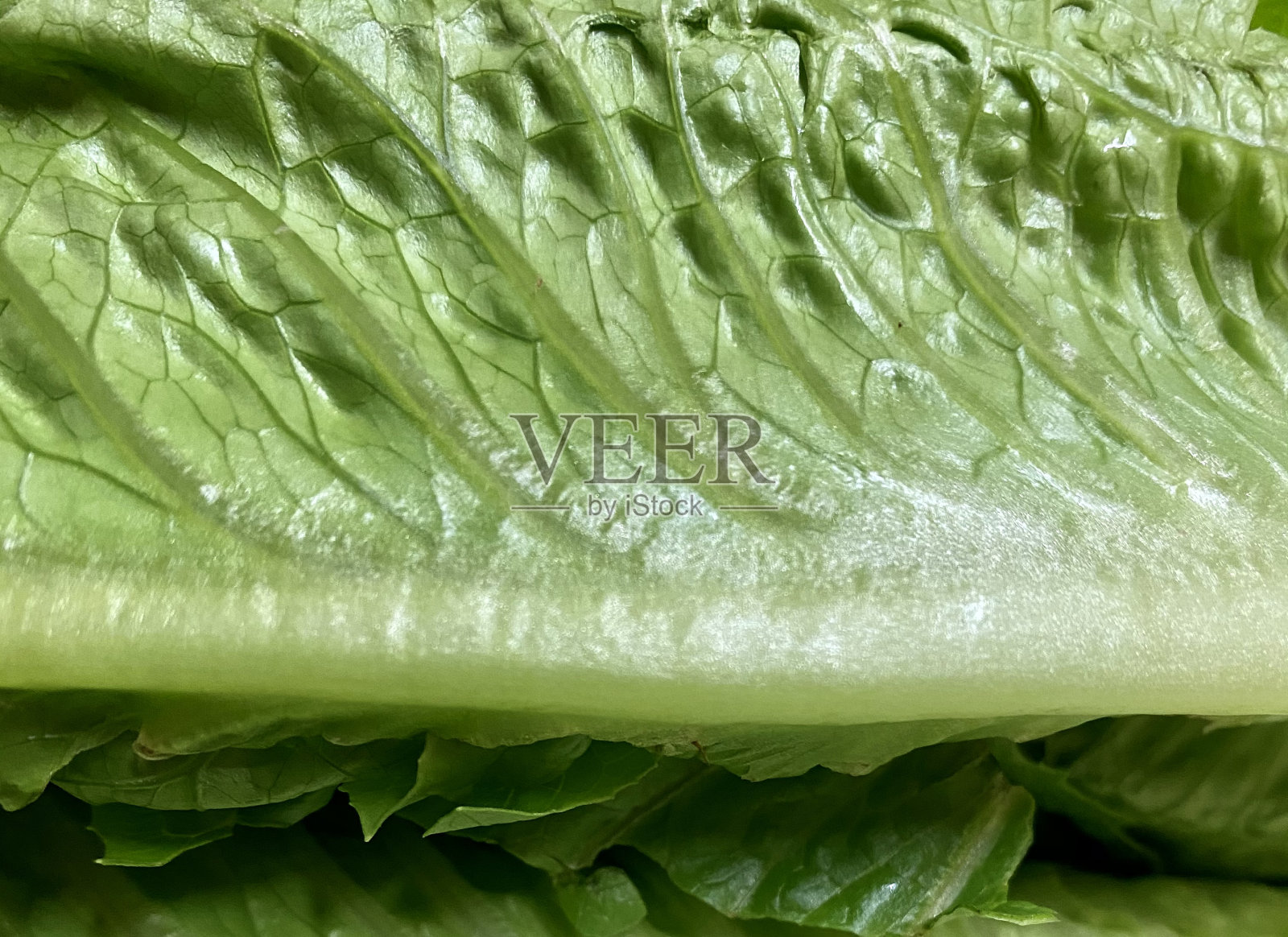 波的生菜照片摄影图片