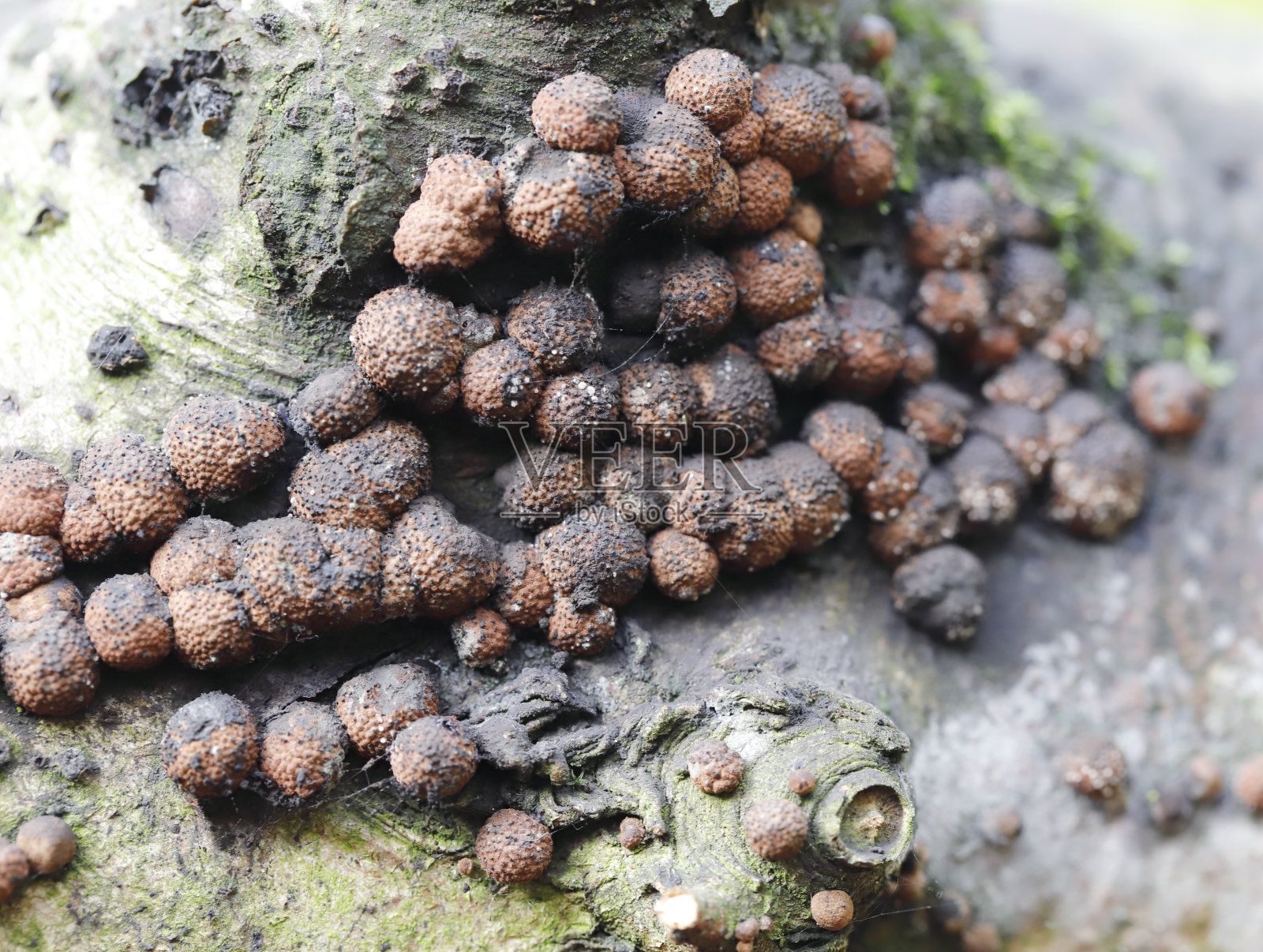 木材真菌(Hypoxylon fragiforme)照片摄影图片