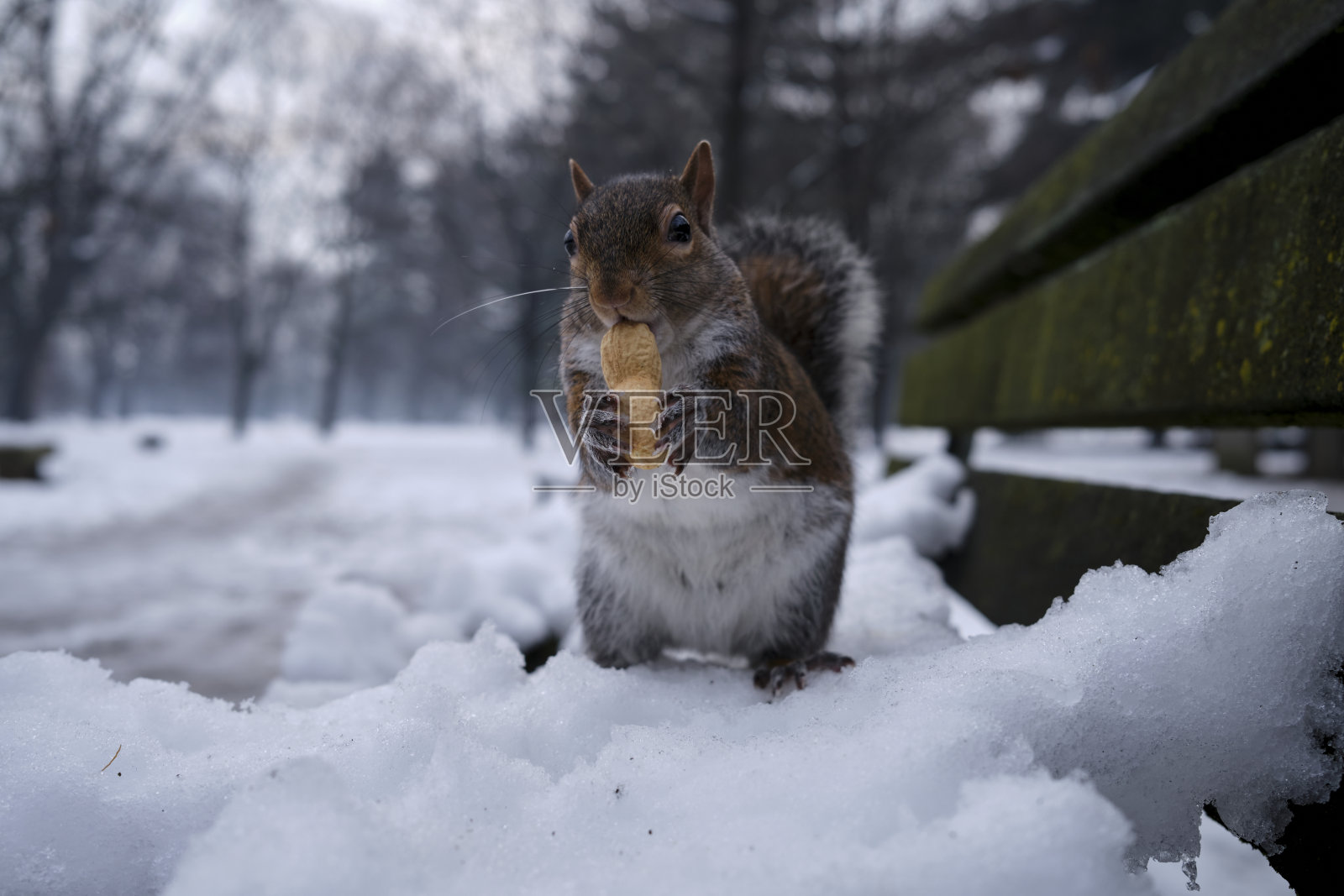 公园里的松鼠照片摄影图片