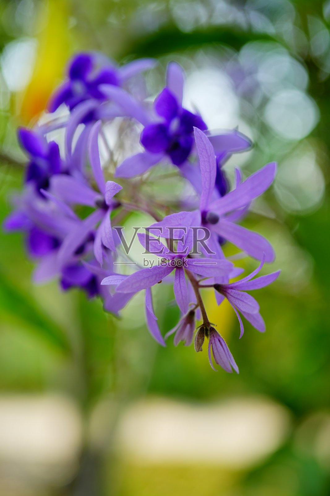 紫色花环砂纸藤花照片摄影图片