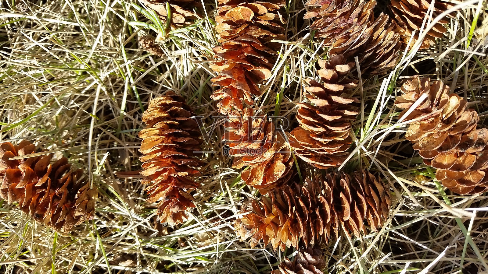松果背景照片摄影图片