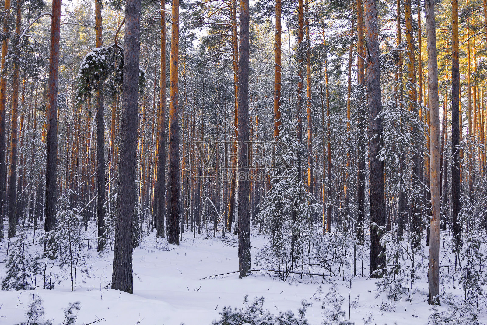 森林在冬天照片摄影图片