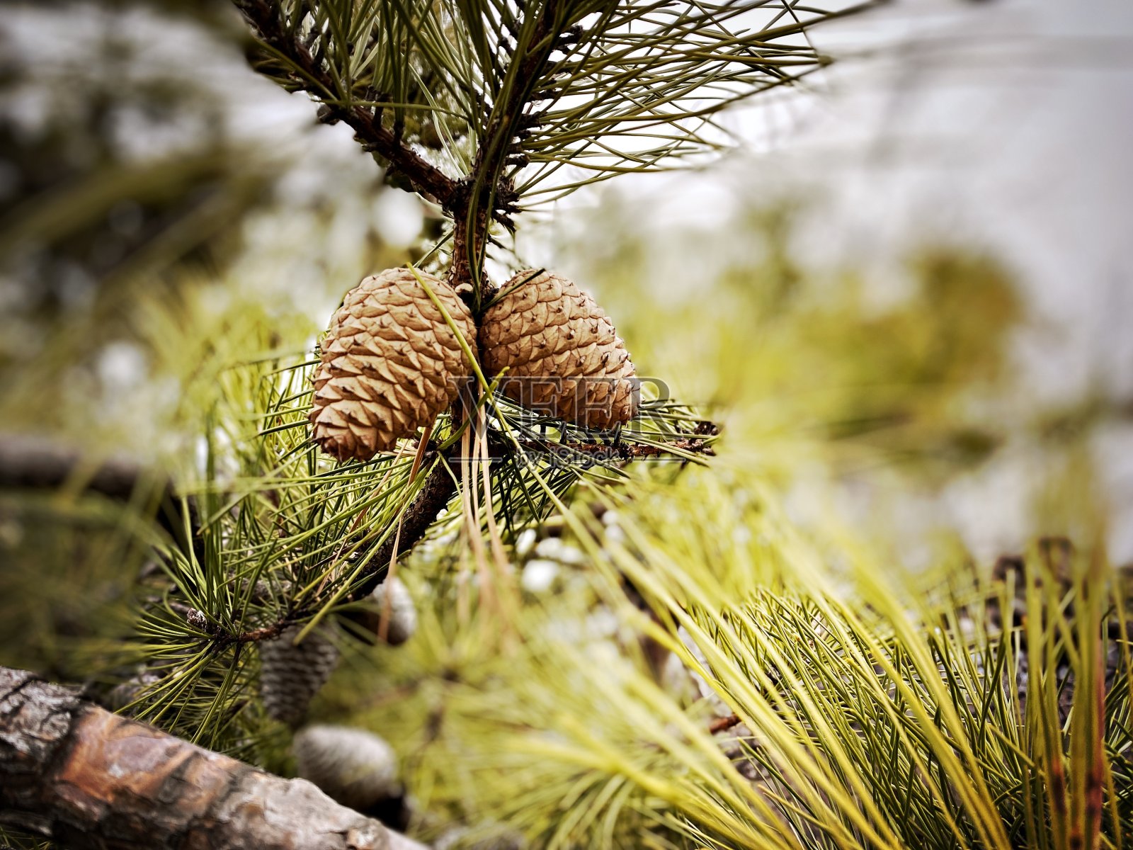 生长在树枝上的松果照片摄影图片