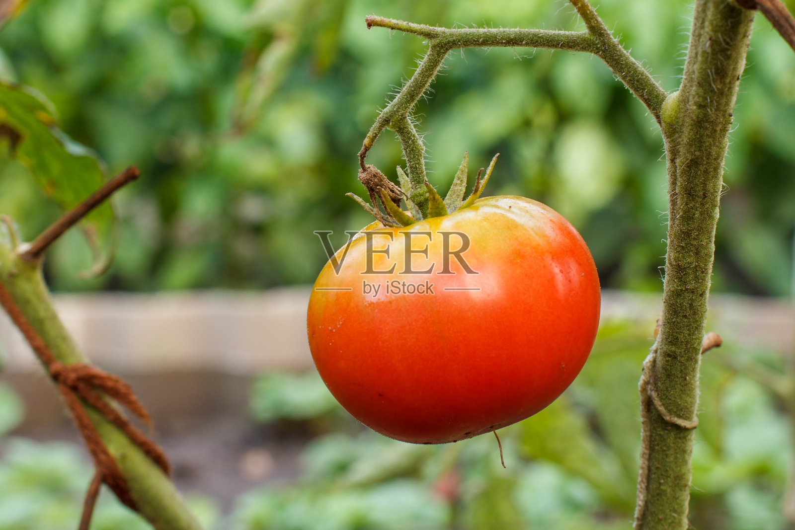 成熟的番茄生长在花园里的灌木上照片摄影图片