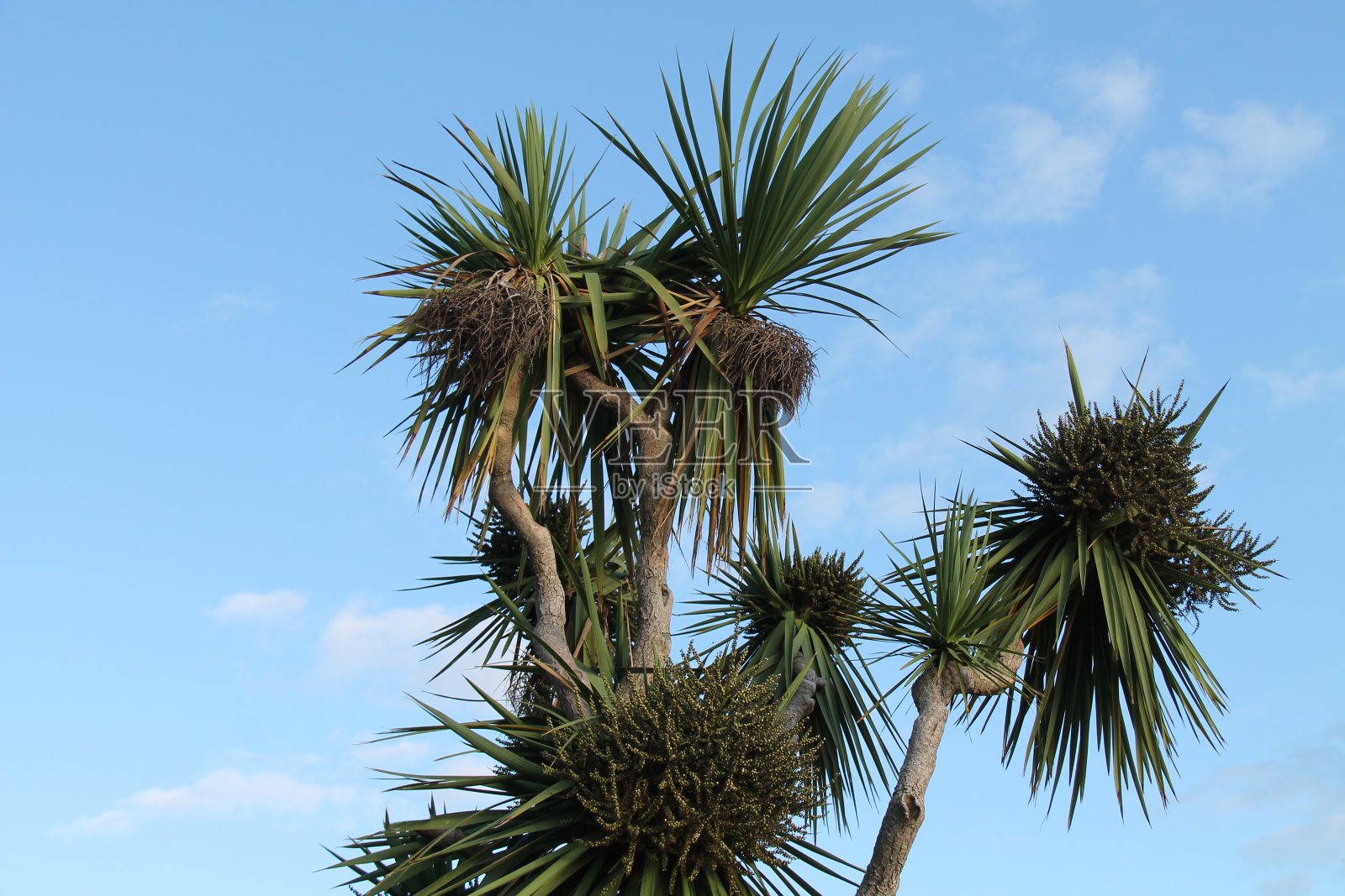 热带棕榈树。照片摄影图片