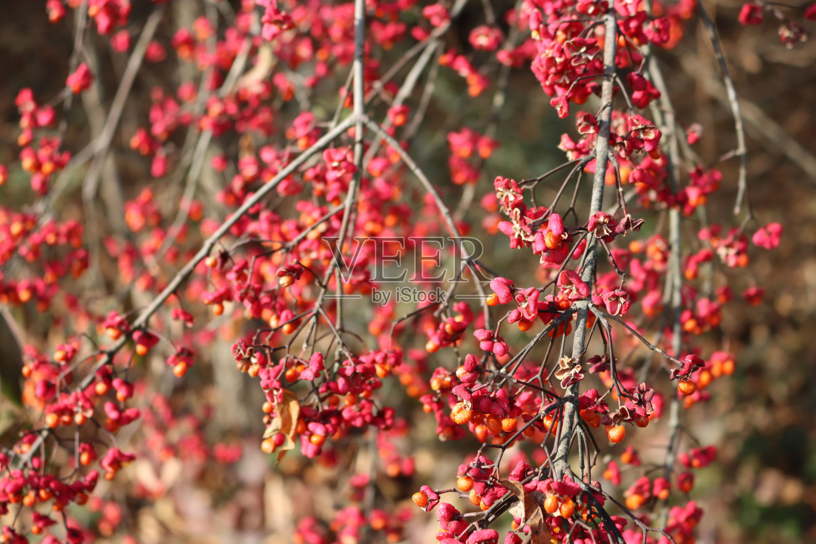 卫矛或梭形乔木或冬攀缘植物,冬季结果照片摄影图片