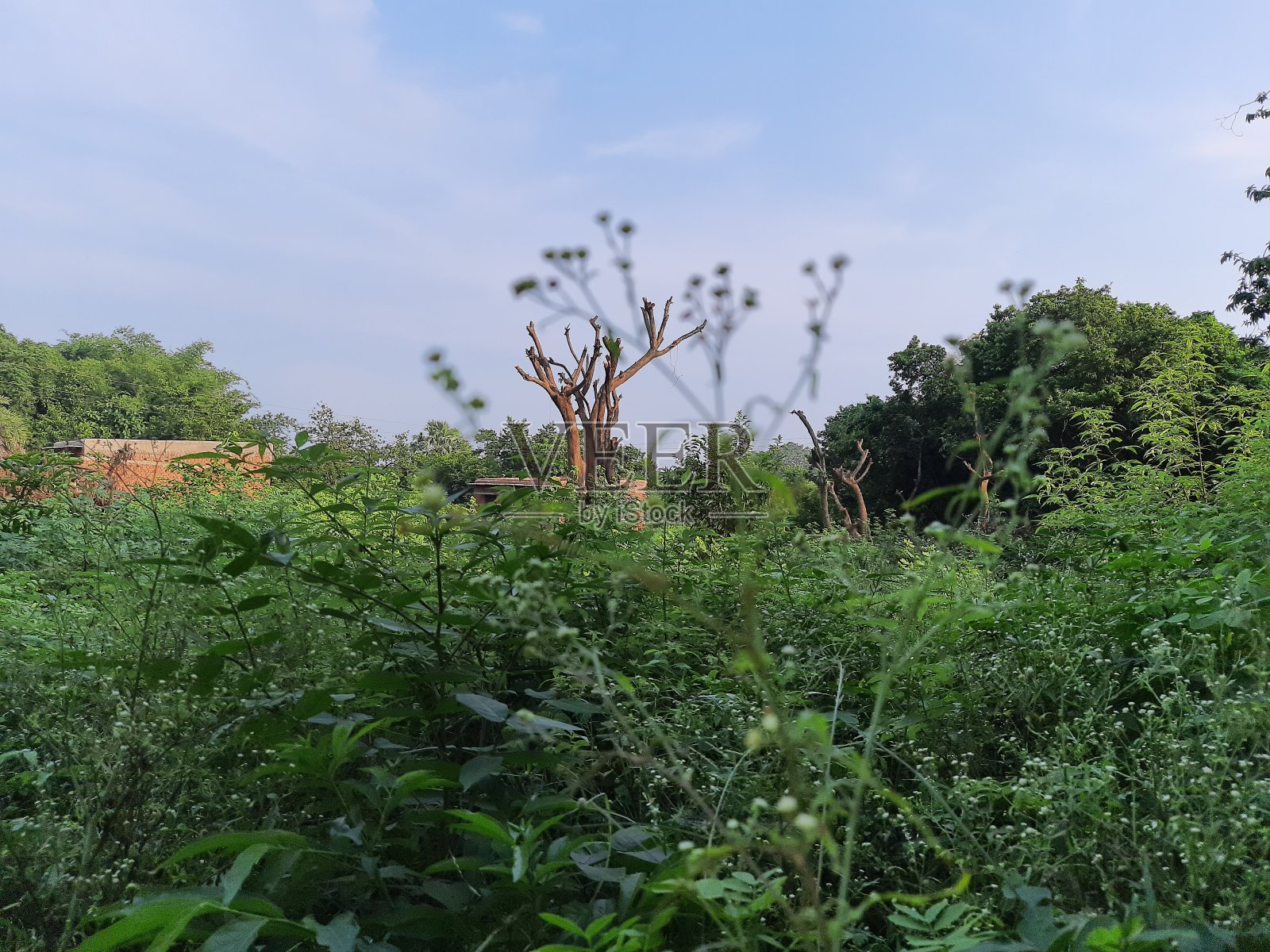 美丽的蓝天背景和绿色的基地照片摄影图片
