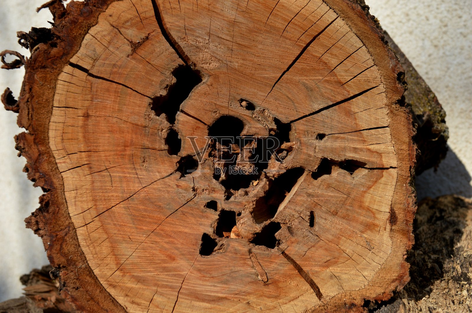 腐烂的树桩上的洞照片摄影图片