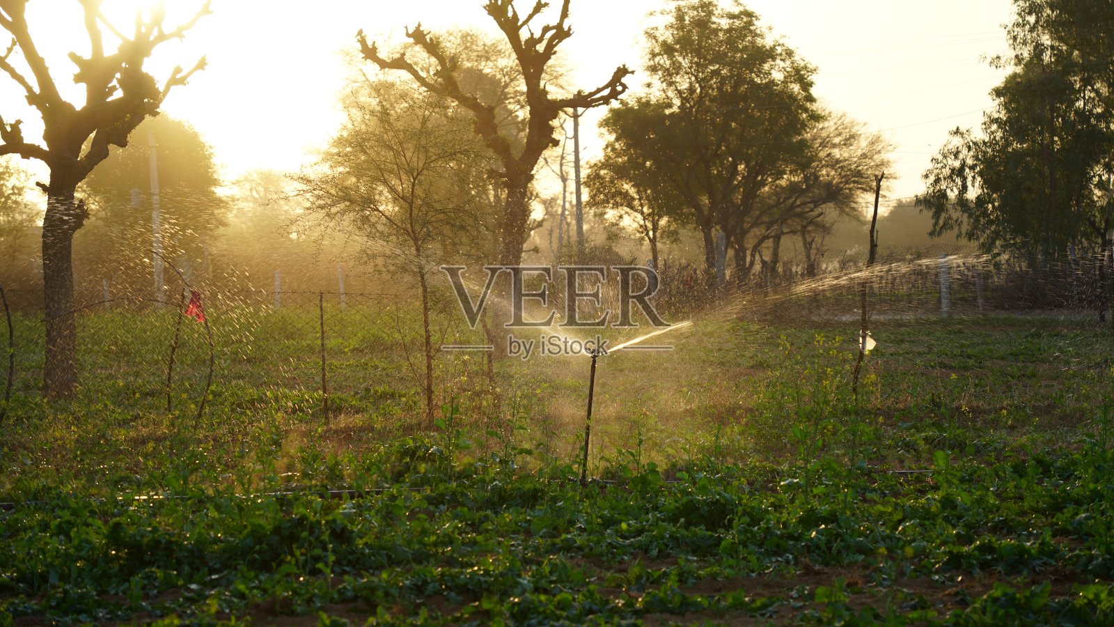 近视图的水喷洒系统工作在农业农场与小水滴。农业农场的水系统。自动喷水灭火系统的发光视图。照片摄影图片