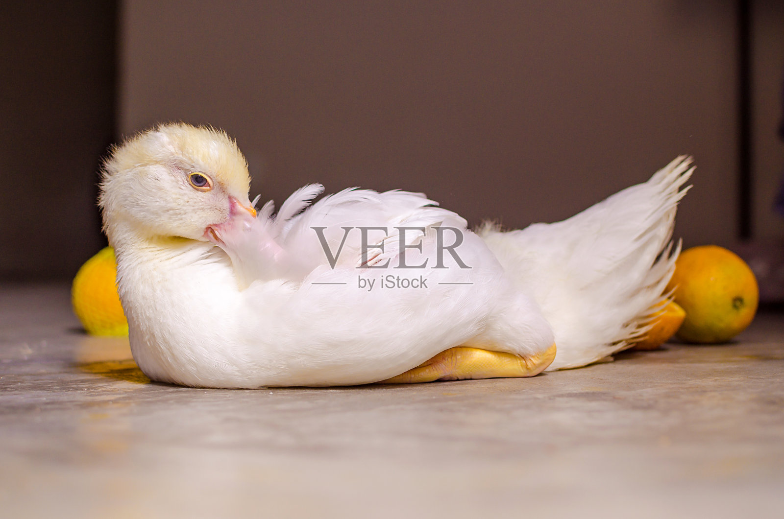 鸭子和橙色照片摄影图片