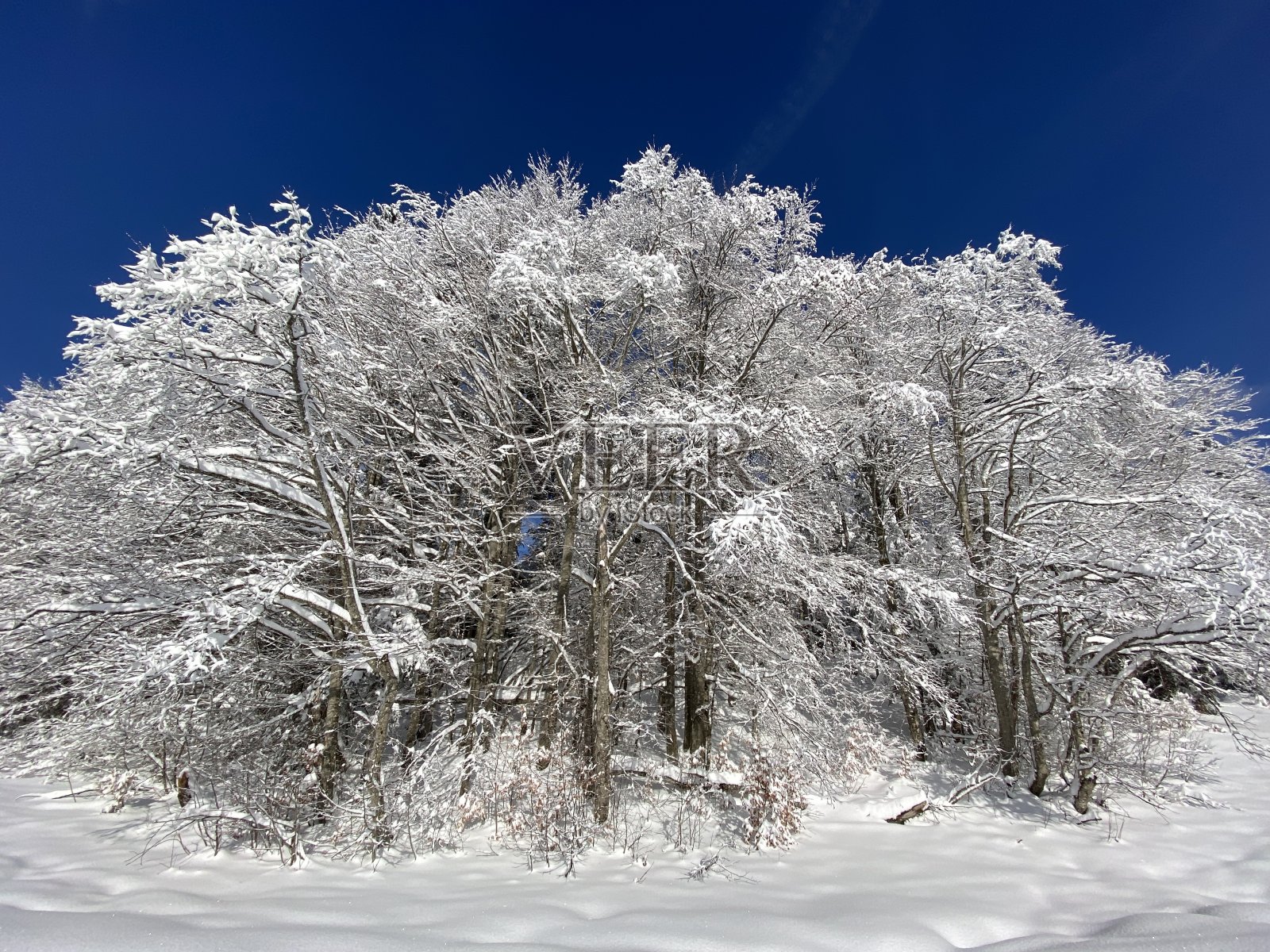 在瑞士阿尔卑斯山,美丽的高山树木与新鲜的冬季积雪覆盖的树冠,Schwägalp阿彭策尔Ausserrhoden,瑞士(坎顿阿彭策尔,瑞士)照片摄影图片