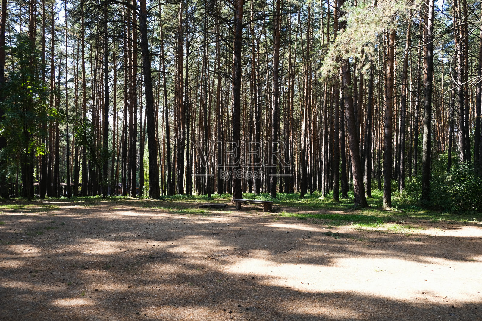 夏天美丽的松树林中的空地照片摄影图片