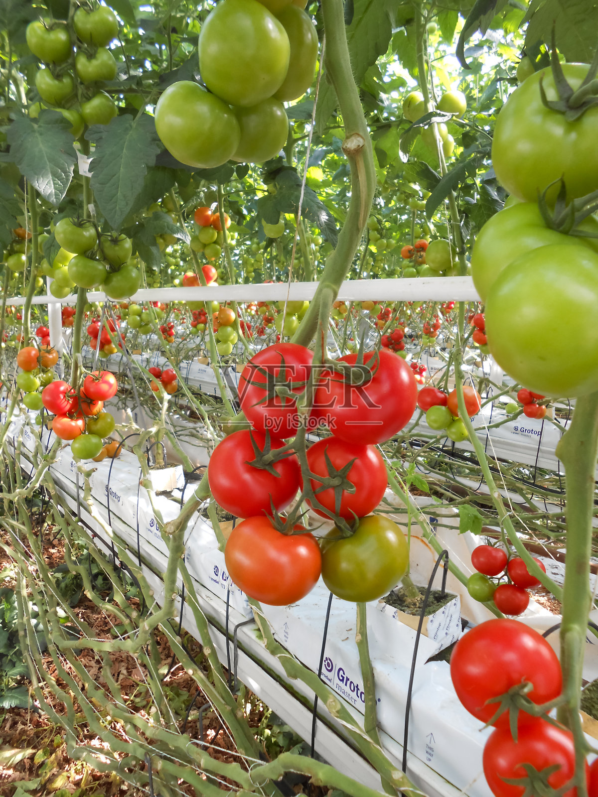 温室里成熟的红番茄。照片摄影图片