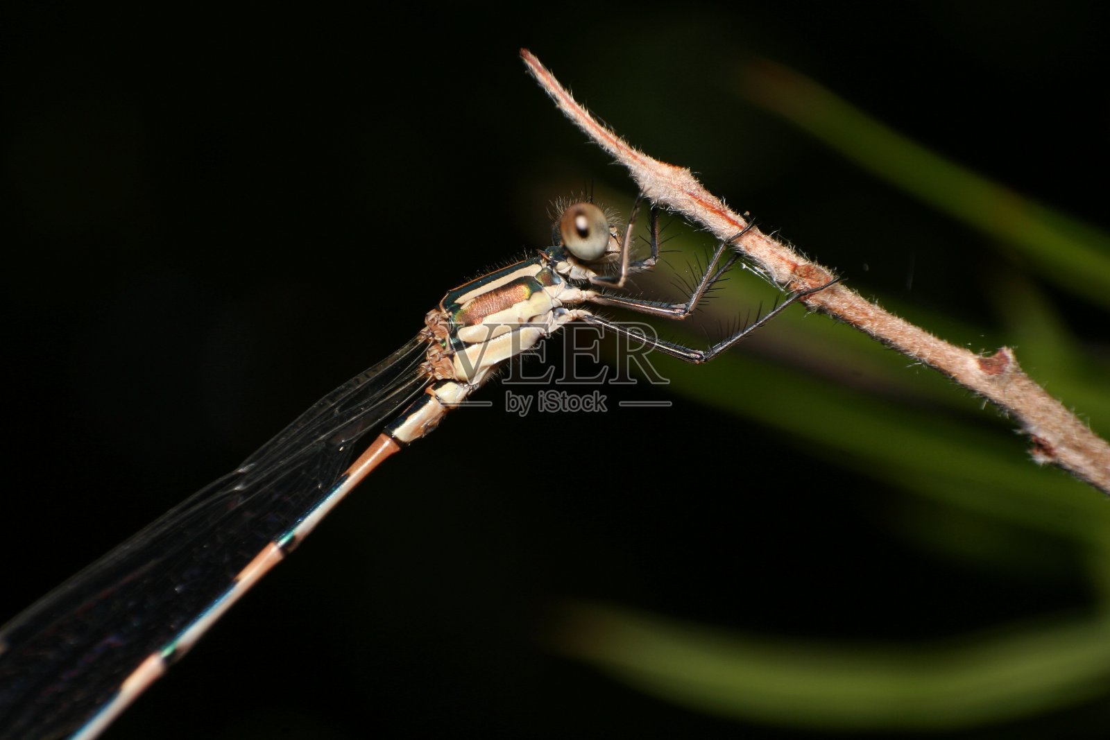 纤细的浣熊蜻蜓照片摄影图片