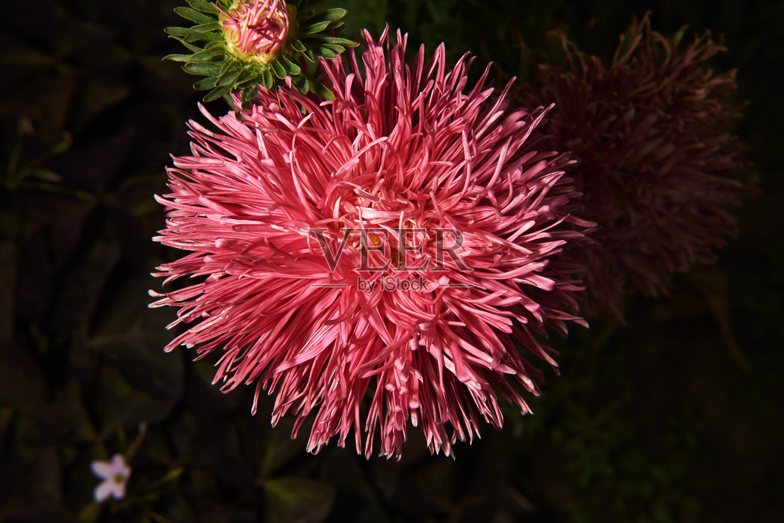 美丽的粉红色紫菀在黑暗的背景照片摄影图片