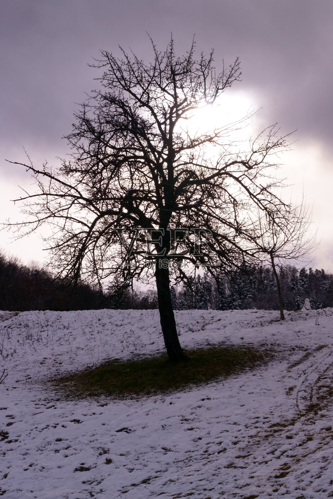冬天里光秃秃的树照片摄影图片