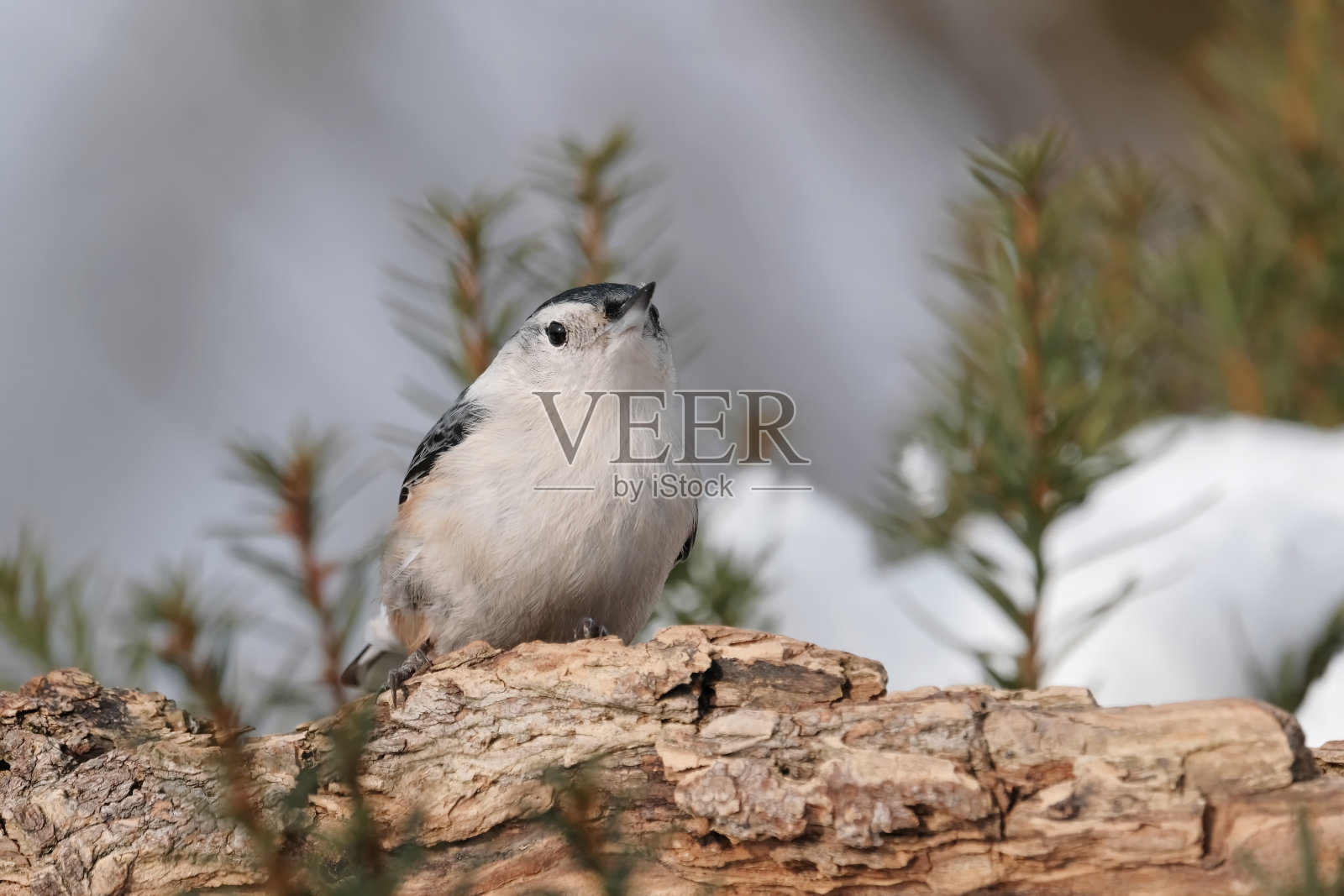 白胸五子雀照片摄影图片
