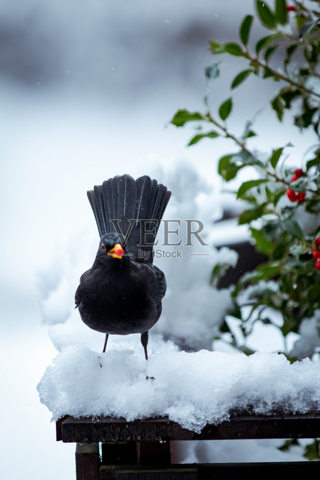 鸟在雪中的照片照片摄影图片