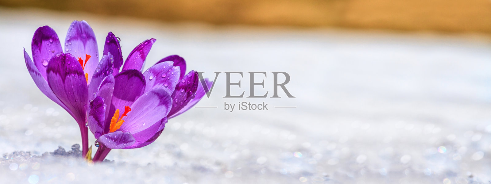 番红花——绽放的紫色花朵在早春从雪下开出照片摄影图片