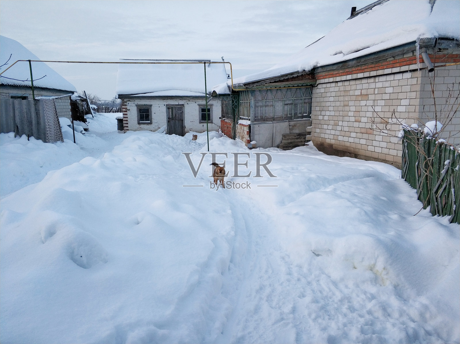 乡村的冬天的风景。一只小杂种狗在雪堆里奔跑照片摄影图片