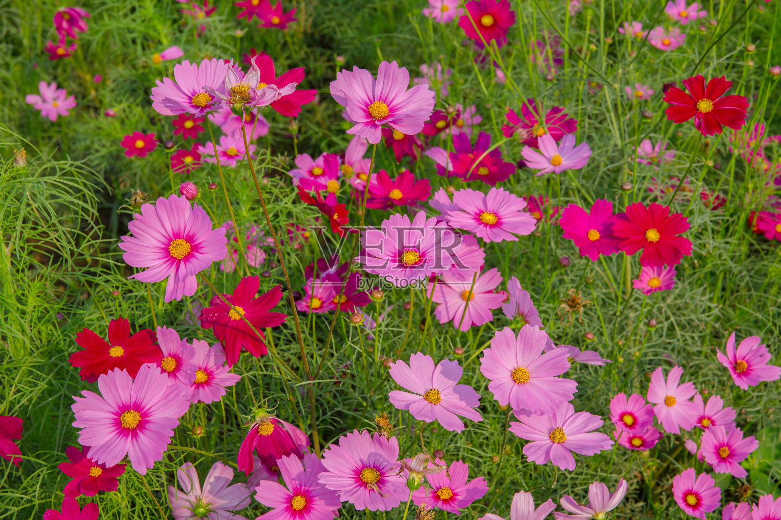 泰国,花,农田,春天,宇宙花照片摄影图片