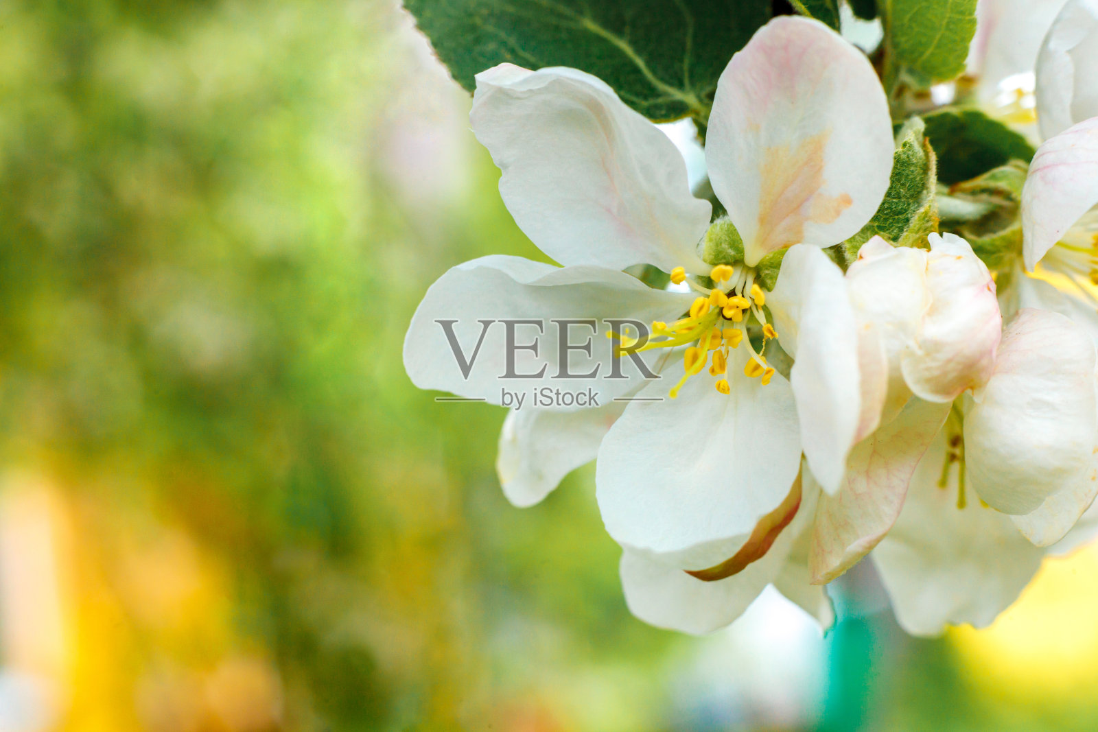 美丽的白色苹果花在春天。背景与开花苹果树。灵动的自然花卉,春暖花开的花园或公园。花艺设计。有选择性的重点照片摄影图片