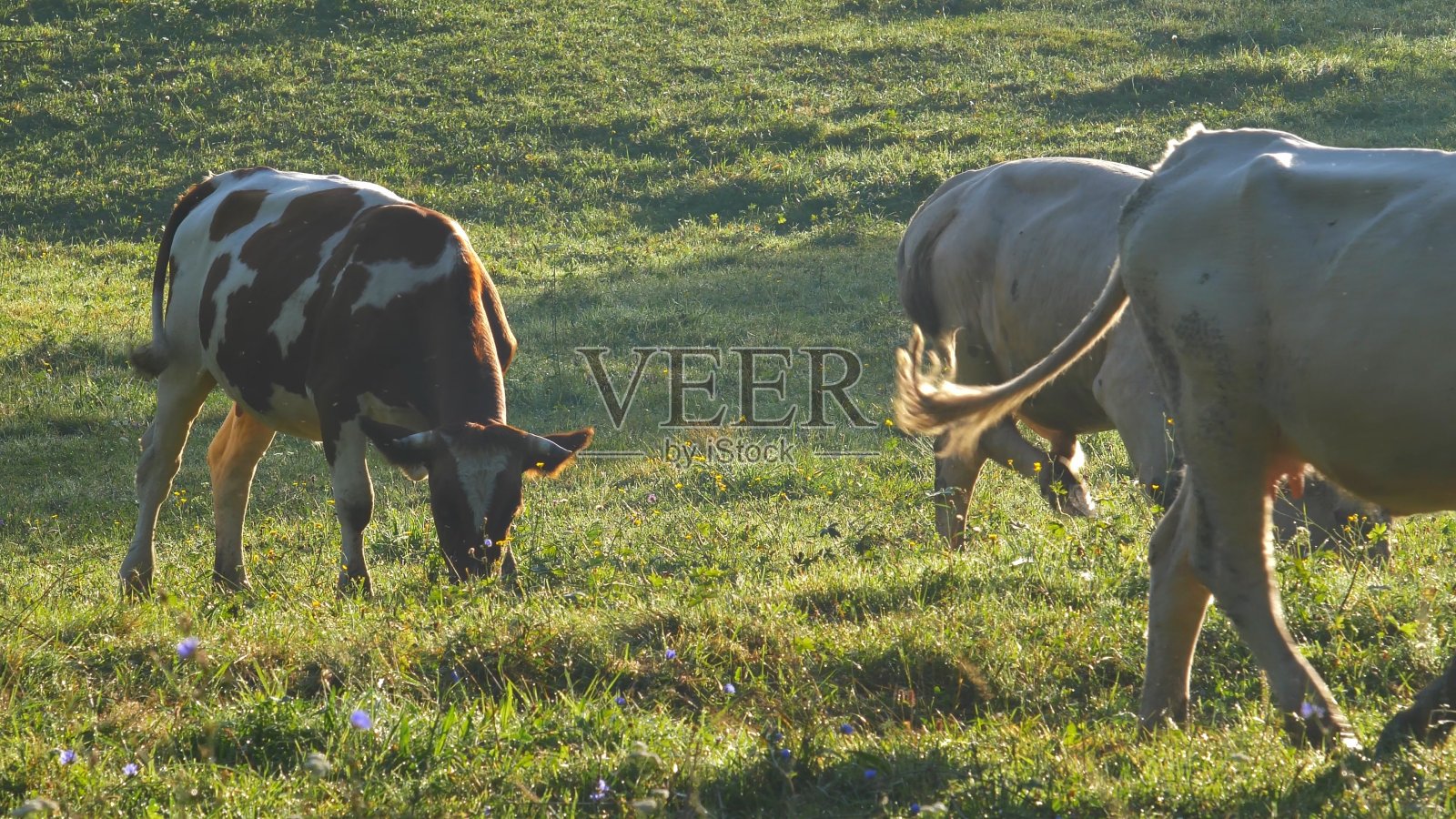 日出时牧场上的一群奶牛照片摄影图片