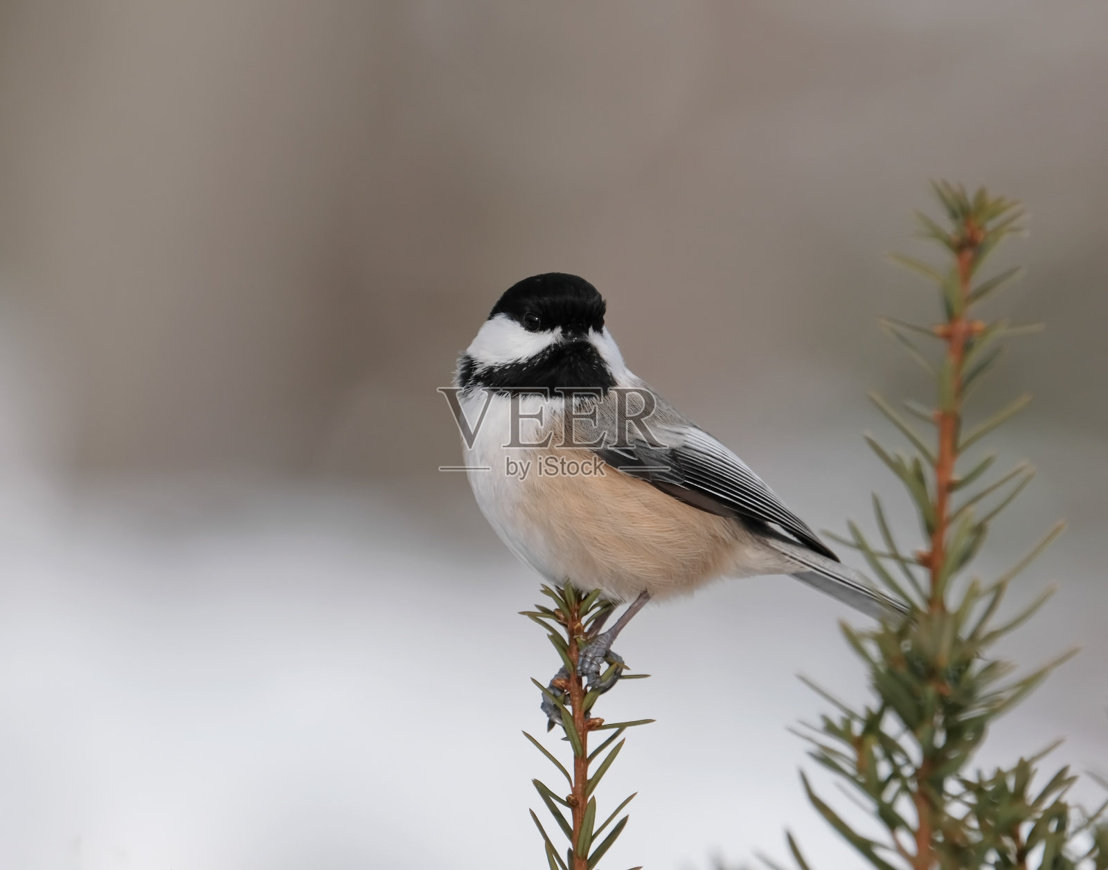 山雀照片摄影图片