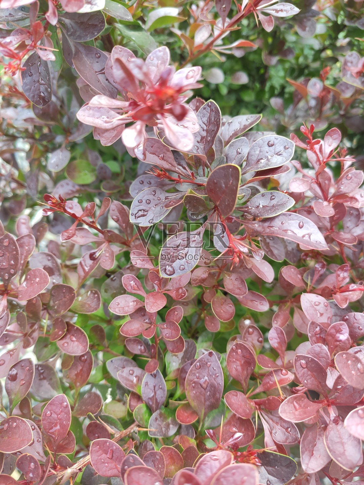 小檗(Berberis thunbergii atropurpurea),用于园艺和景观设计的装饰植物,具有紫色和红色的叶子和浆果。石材园林中的观赏矮生植物照片摄影图片