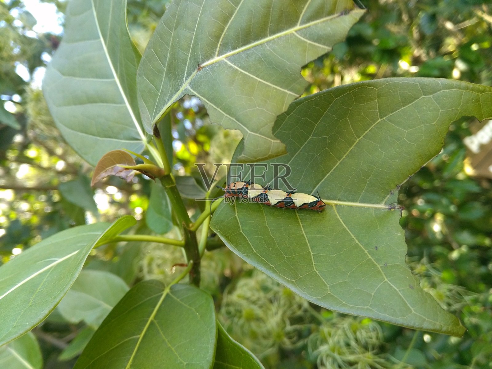 鲁迪·拉格(马佩西亚宠物巨人)照片摄影图片