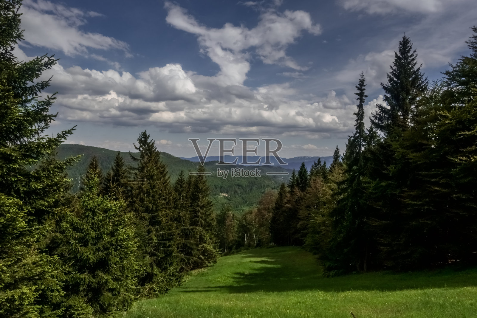 夏天,绿色的滑雪坡道边上有树照片摄影图片