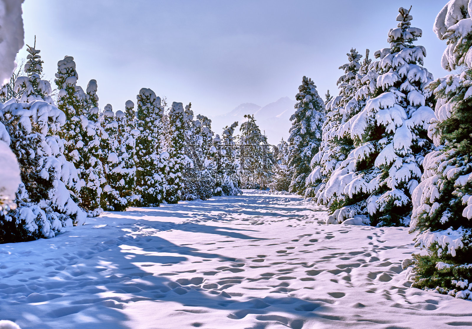 冬季降雪冷杉树照片摄影图片