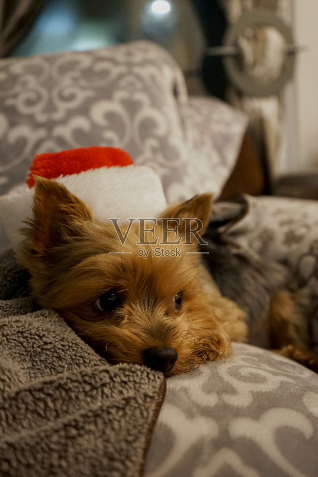 一只戴着圣诞帽的小狗照片摄影图片