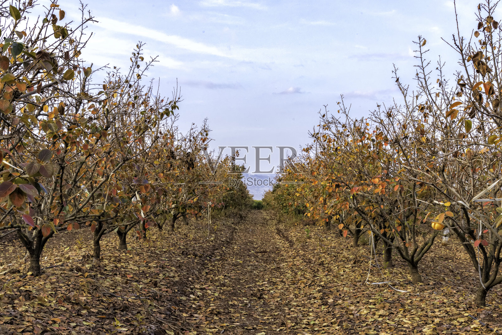 秋季果园里排列成行的柿子树,树枝上挂满彩色树叶照片摄影图片