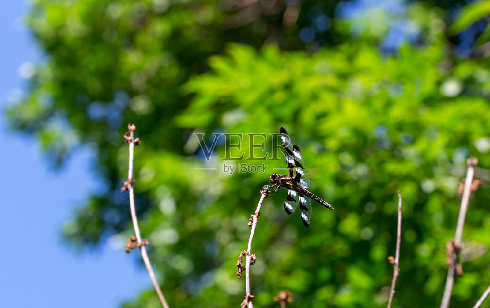 黑色和白色翅膀的蜻蜓在一个裸露的灌木树枝上照片摄影图片