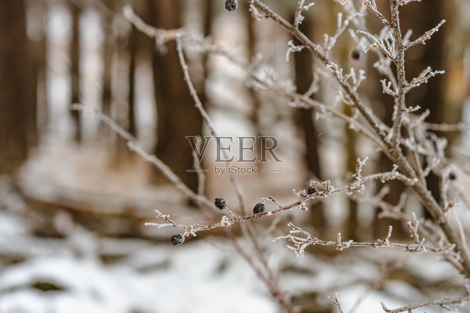 野生的黑色森林浆果覆盖着雪的背景,一个冬天的森林,特写照片摄影图片