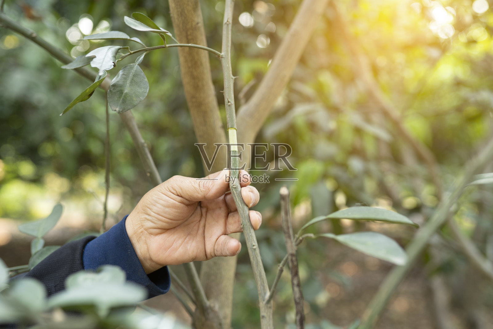 葡萄柚传播。嫁接果树的枝条,用于果树在果园中繁殖。嫁接和出芽照片摄影图片
