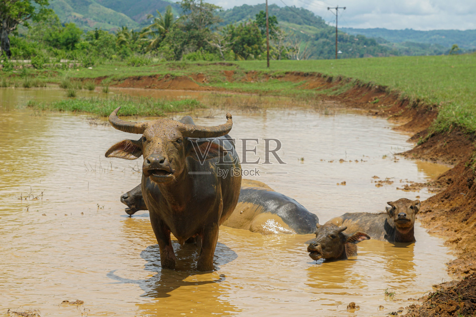 游泳水牛照片摄影图片