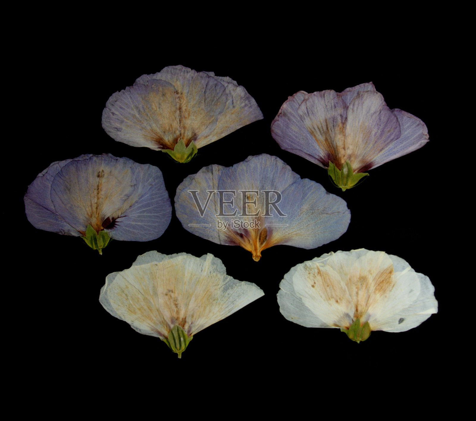 干的粉红色和白色的花在黑色照片摄影图片