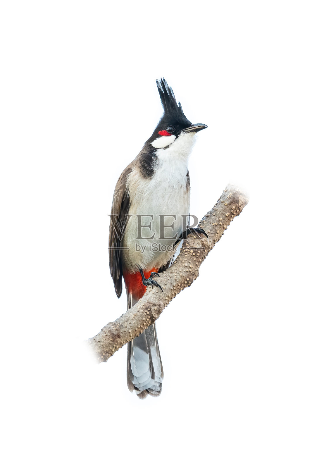栖息在孤立的白底栖木上的红须白头鹎照片摄影图片