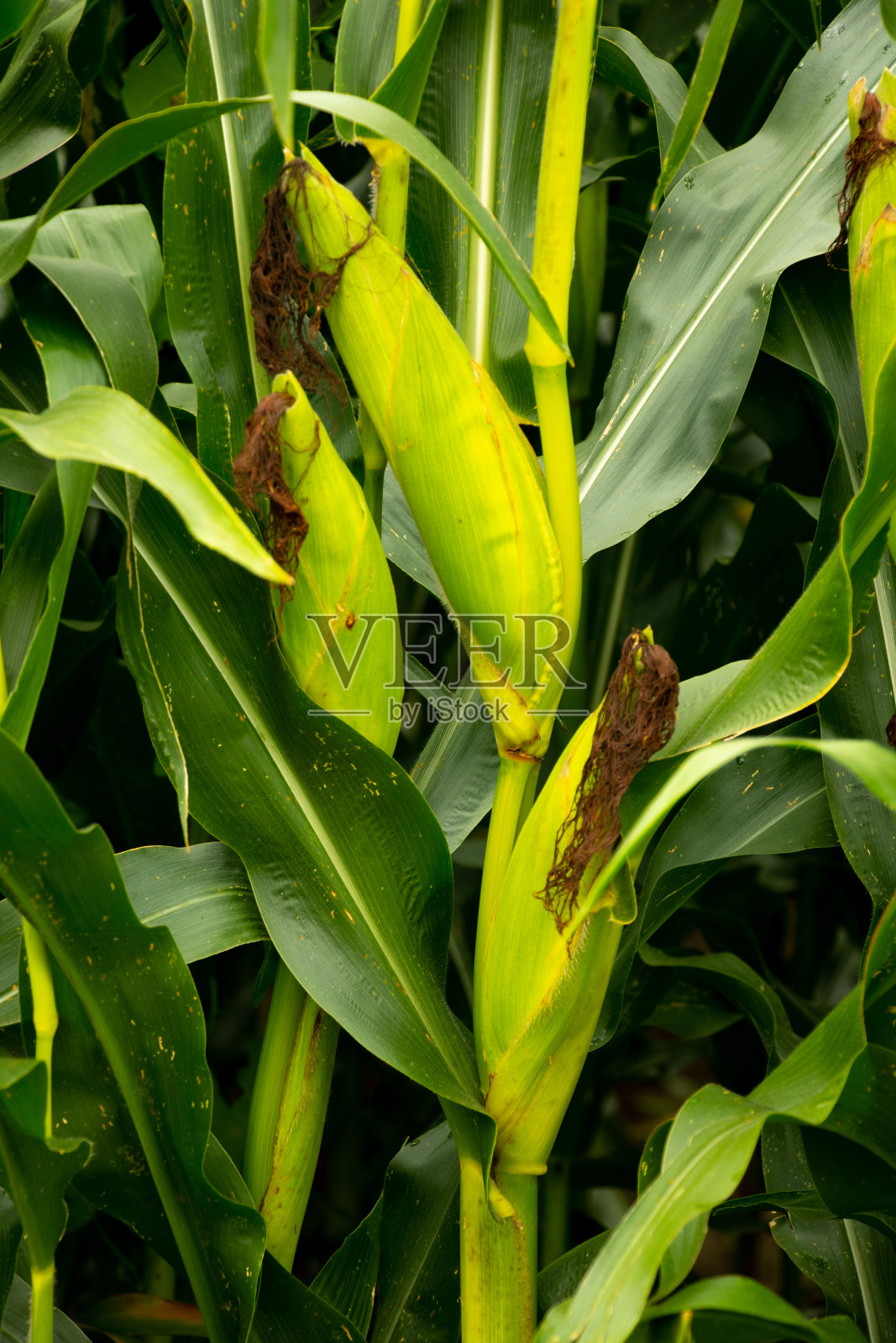 三个玉米棒子的特写图像照片摄影图片
