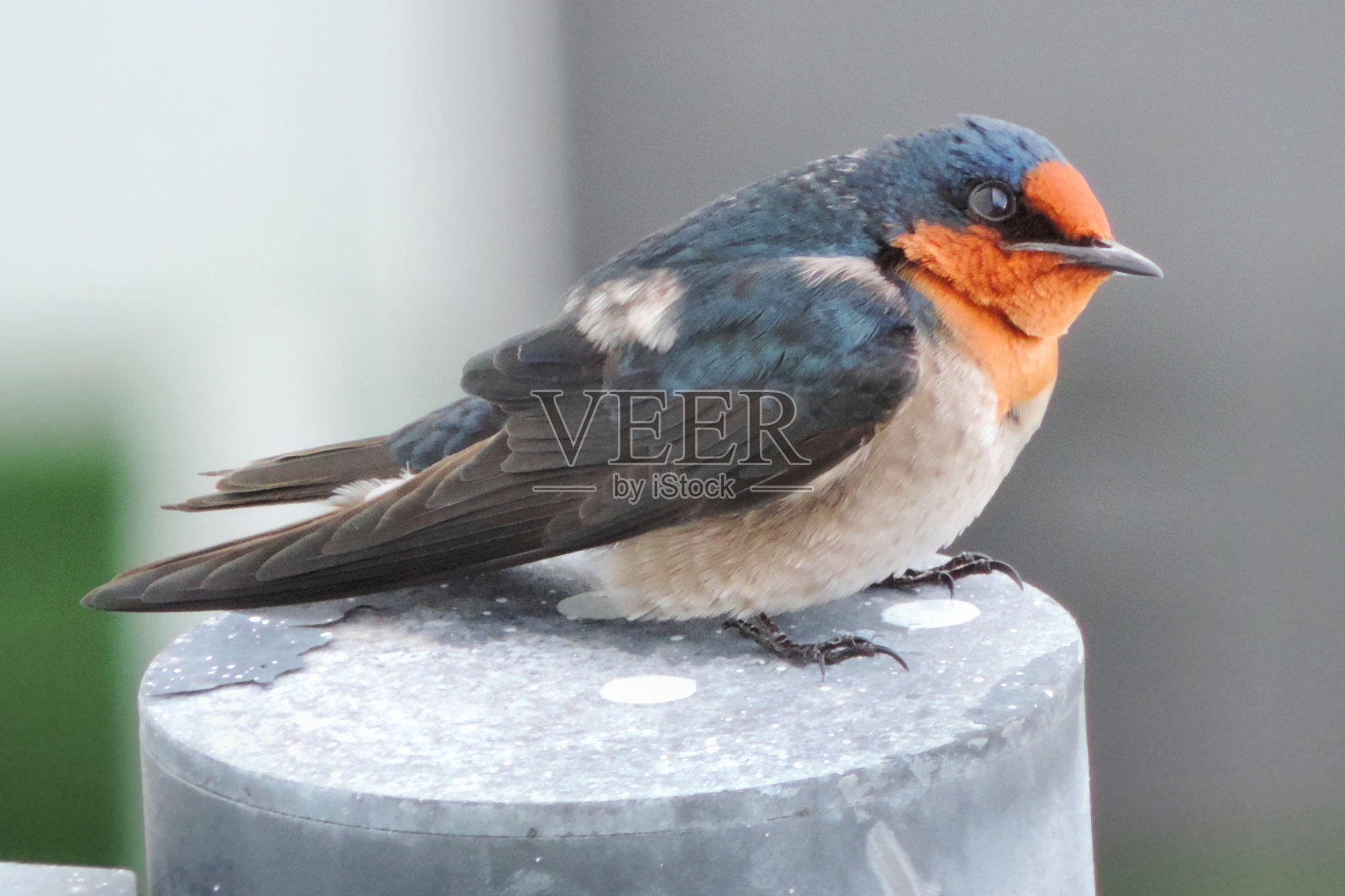 鸟咽/martlet特写照片摄影图片