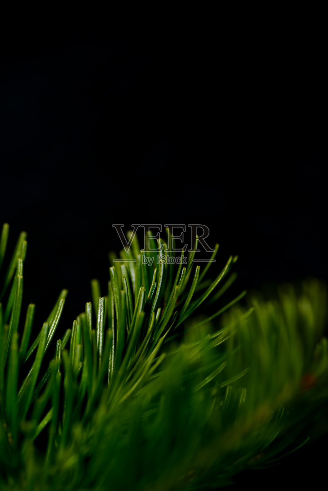 绿色的冷杉针叶在一个黑色的背景上的特写。照片摄影图片