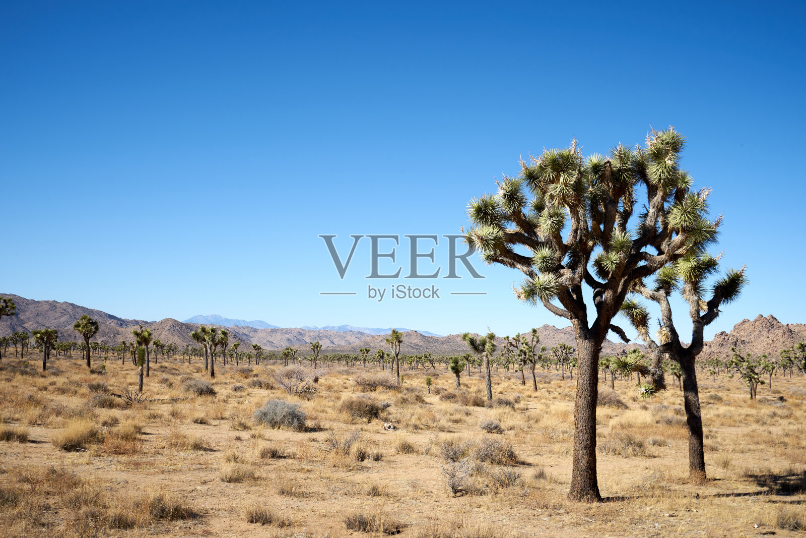 戴口罩的游客在约书亚树国家公园隐谷步道上行走(美国加利福尼亚州)照片摄影图片