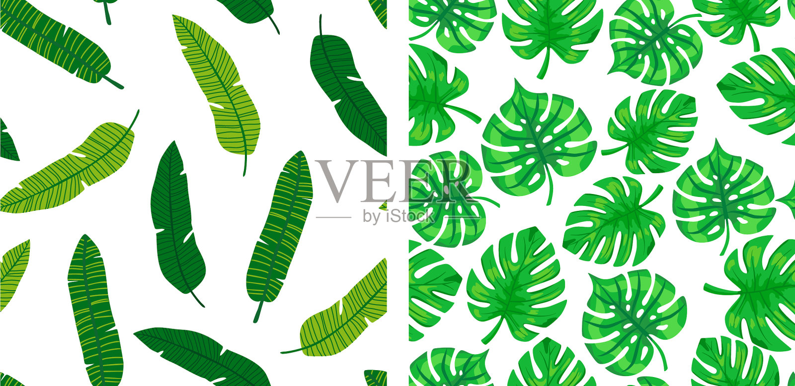 热带叶型收集集热带插画图片素材