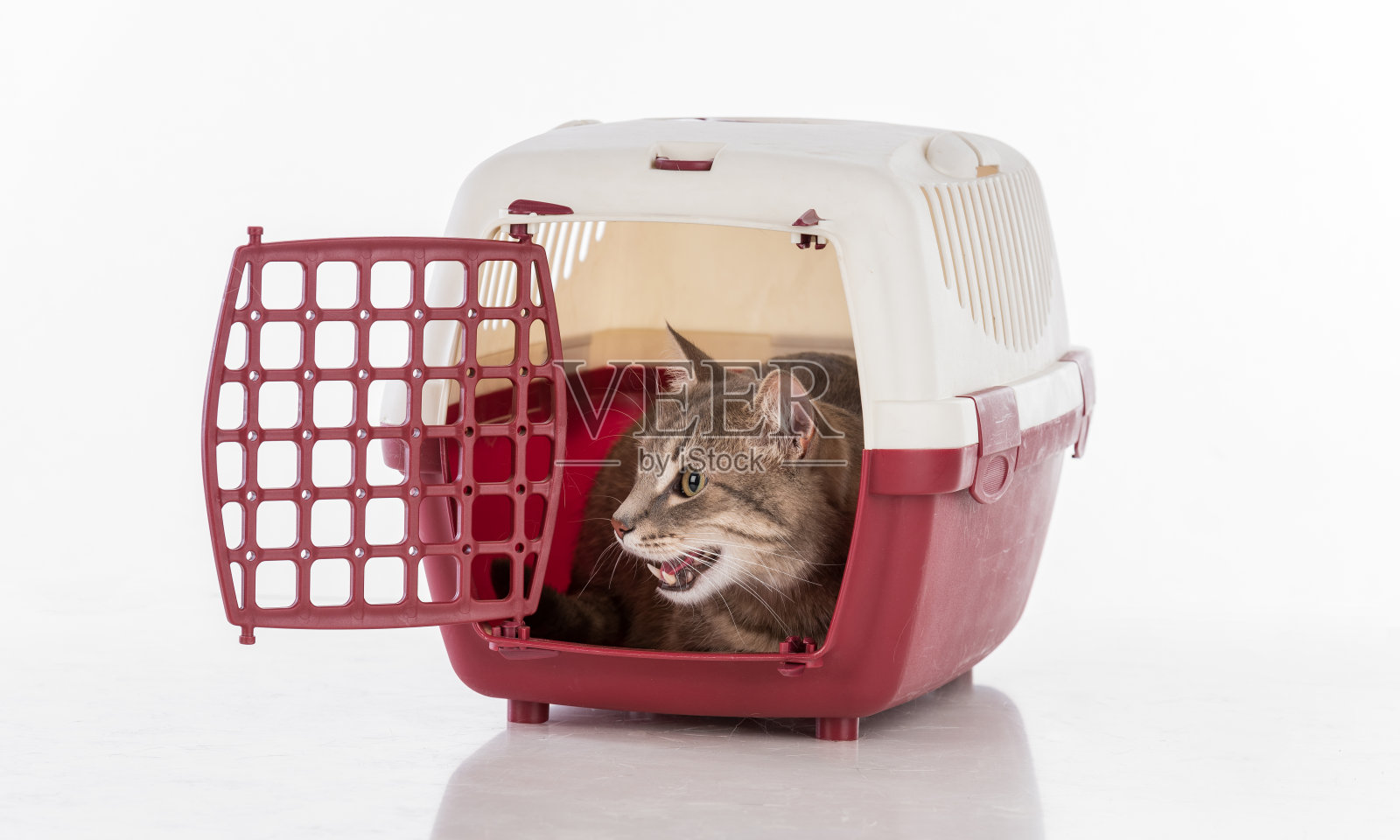 灰猫坐在盒子里看。愤怒的张开嘴照片摄影图片