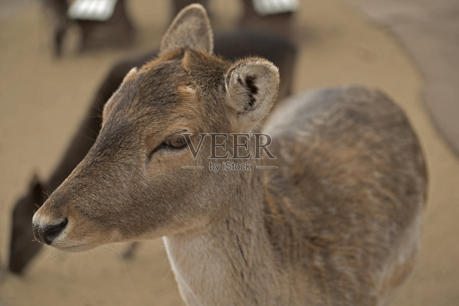 一只美丽的棕色鹿看起来非常平静。照片摄影图片