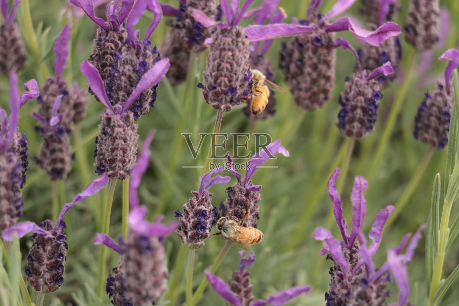 忙碌的蜜蜂照片摄影图片